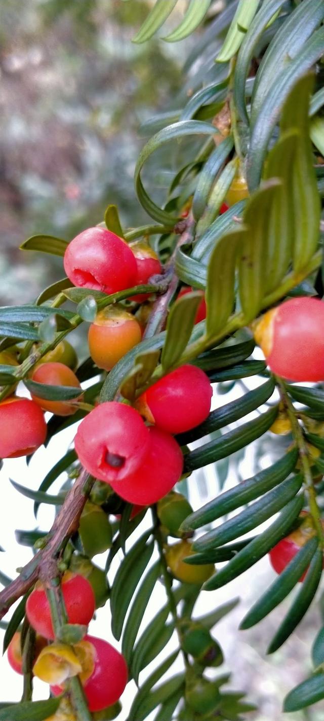 红豆杉种植