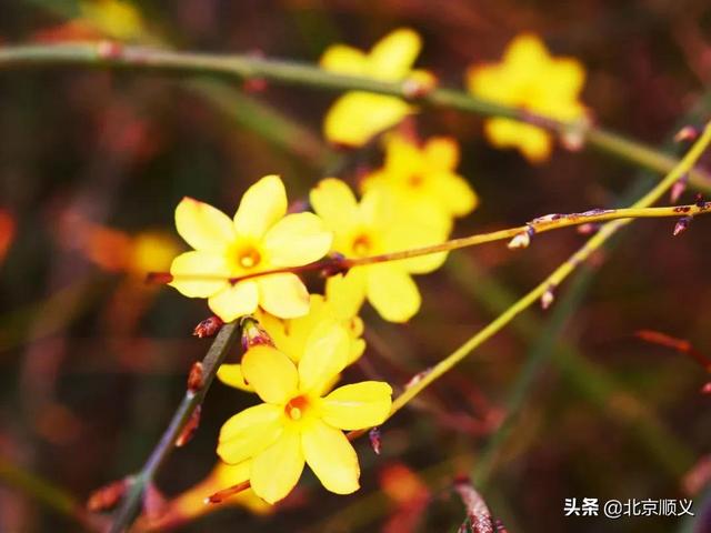 春风十里寻花路，顺义最美四月天