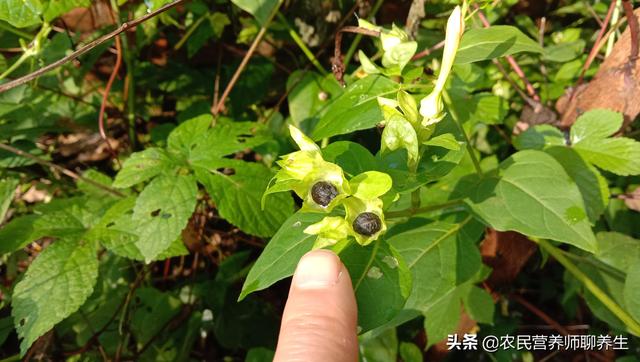 紫茉莉的根有啥用 用它煮水厉害啦 根比花价值高 太阳信息网