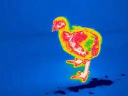 鸡皮肤在高温下会少