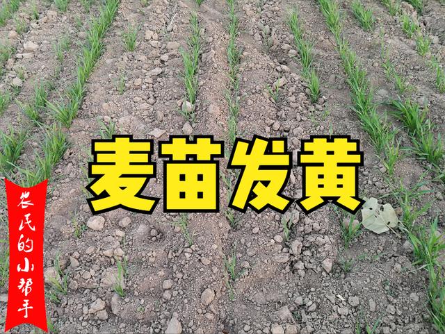 小麦苗发黄咋回事？除了降雨多土壤湿度大，还有3个原因1