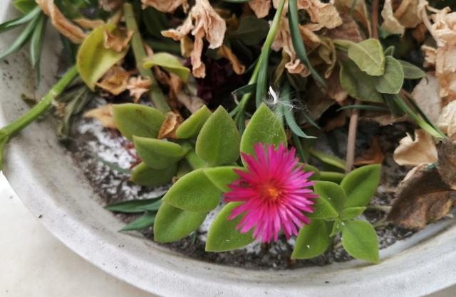 8种“安全花”，家里有老人孩子孕妇都能养，反而清新养人