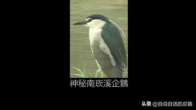 企鹅会飞么