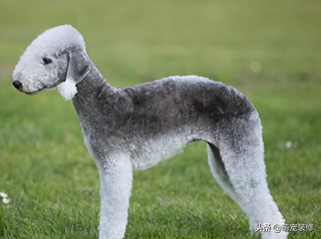 长须牧羊犬 长须牧羊犬（古代长须牧羊犬） 动物