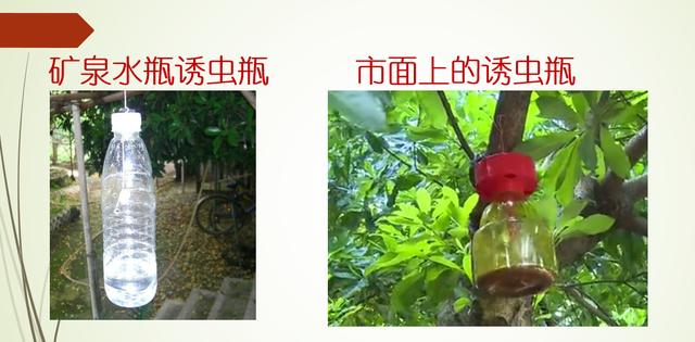 杨梅落果腐烂？当心果蝇爆发！这样用食诱剂、生物药剂，几天采收5