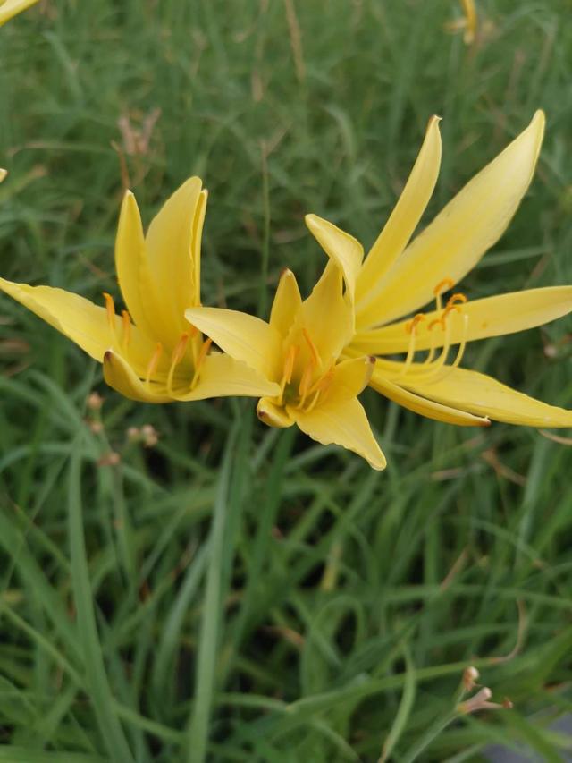 花名大全 名称，各种花的图鉴？