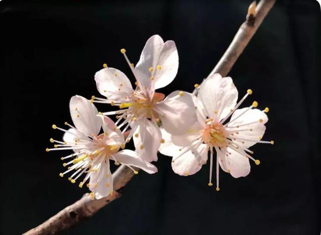 [微信七里香代理]，微信视频发黑了怎么调呢