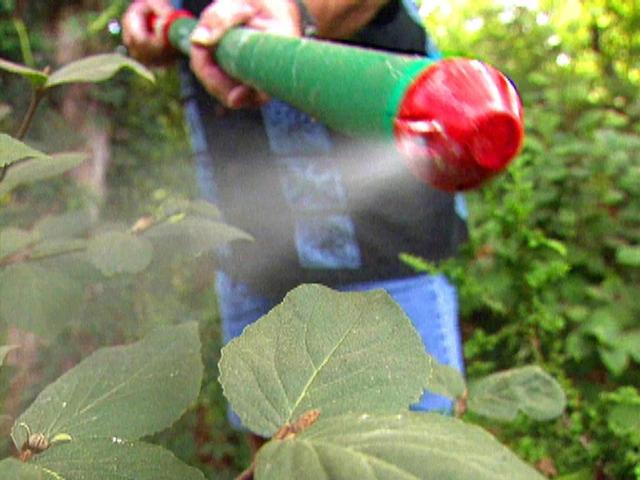 秋冬季节室内养花不用愁，简单两种杀菌药，防治大部分病害10