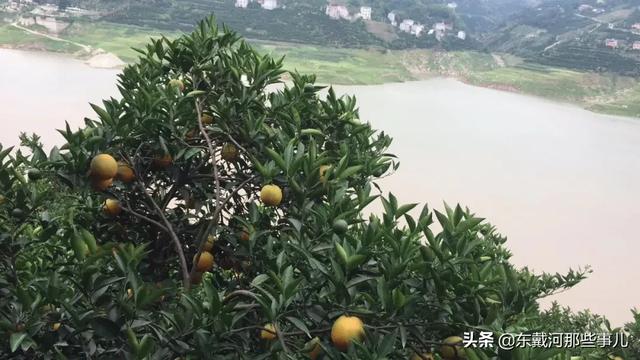 为湖北拼单，当季现摘秭归夏橙，汁水超足，清爽整个夏天14