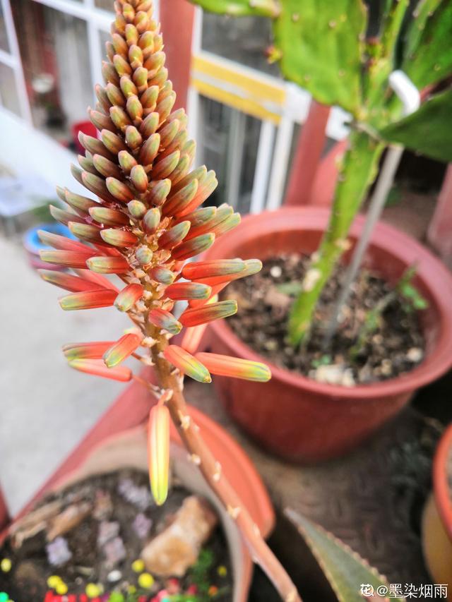 怀孕家里芦荟开花男女图片