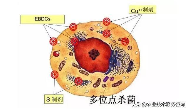 代森锰锌的作用方式、优特点及使用禁忌3