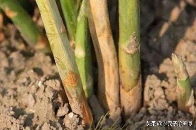 芦笋根系及**茎腐烂、枯死？高温高湿季谨防芦笋根腐病，早防治4