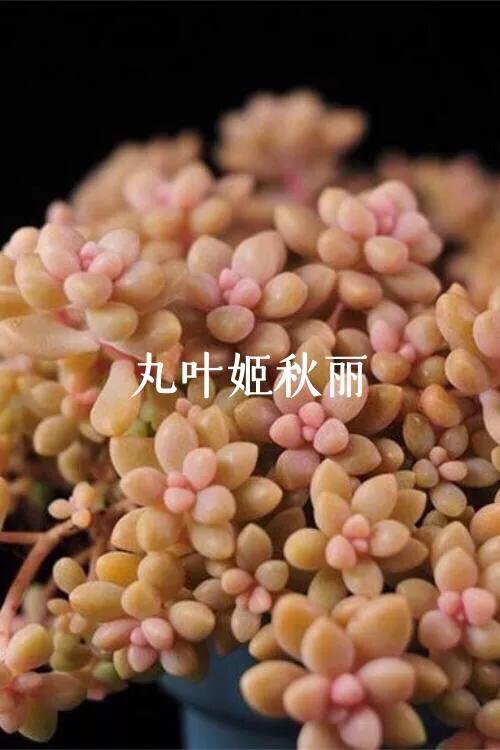 肉肉植物图片 肉肉植物图片（多肉植物图片及简介） 生活