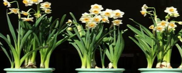 水仙花怎么养