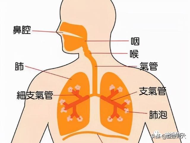 益康耳穴：支气管炎为什么总是缠着你？这个方法你知道吗？