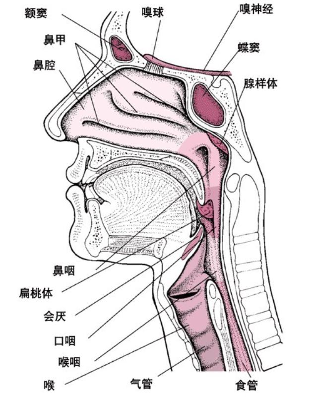 嗓子里总有痰？慢性咽喉炎怎么才能治好？