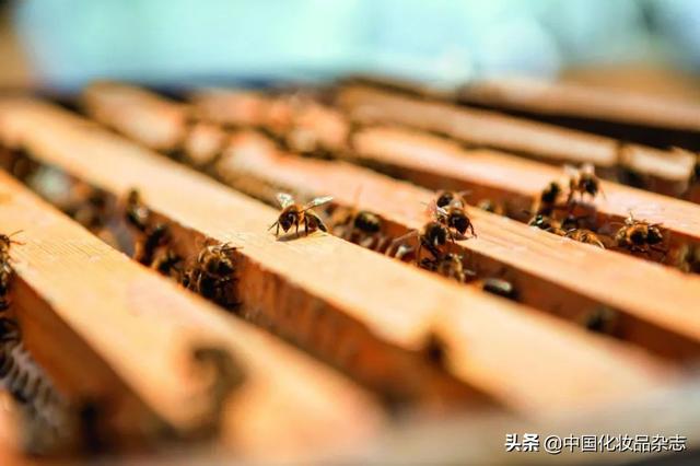 兰花树皮破碎机