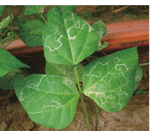 被称为“鬼画符”的虫害，经常为害瓜菜种植，农民如何科学防治？3