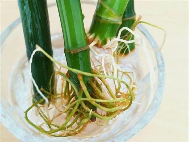 能磨芝麻核桃破碎机