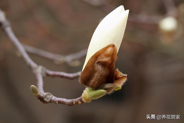 白兰花和白玉兰