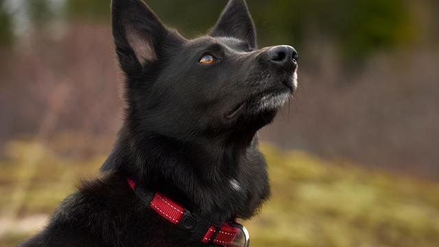 黑色金毛犬图片 黑色金毛犬图片(黑色金毛犬多少钱一只) 创业融资