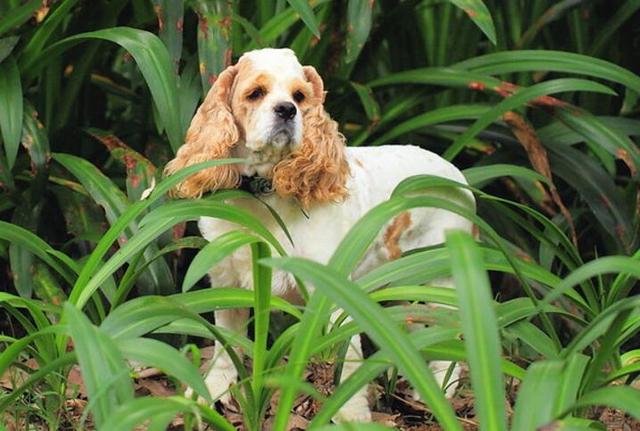 可卡犬价格可卡犬价格多少钱一只