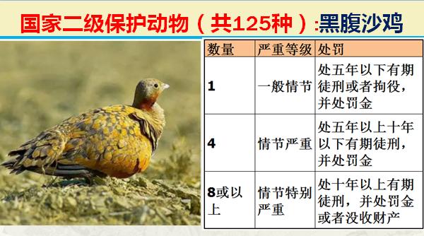 国家二级保护动物有哪些