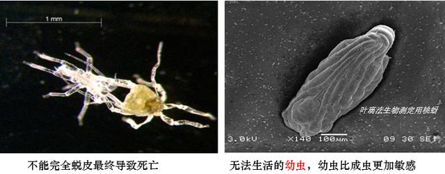 杀扑磷禁用、毒死蜱抗性大，蚧壳虫有蜡质层难打？可试试螺虫乙酯5