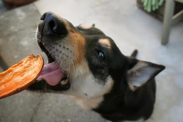 狗粮食