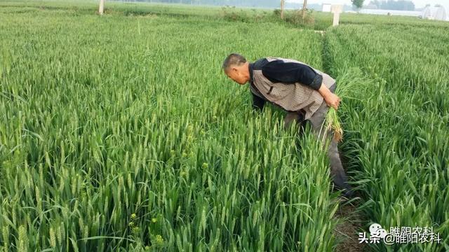 这个麦田除草剂，2℃以上就能用，除草效果好，对小麦又安全