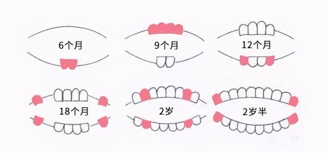 关于宝宝长牙你还有多少误区？护理不当孩子遭罪，家长别不以为意