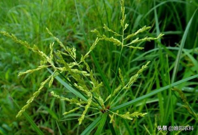 草甘膦都杀不死的几种恶性杂草，用这个除草剂可以轻松除掉3