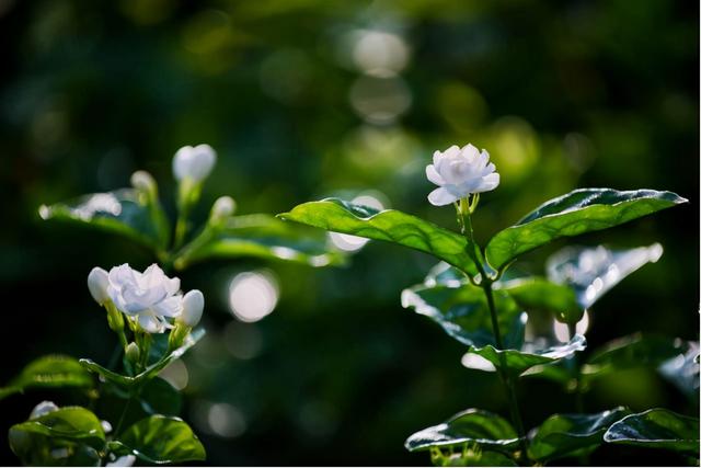 好微信名字好运气女(带来好运气财气微信名字大全)