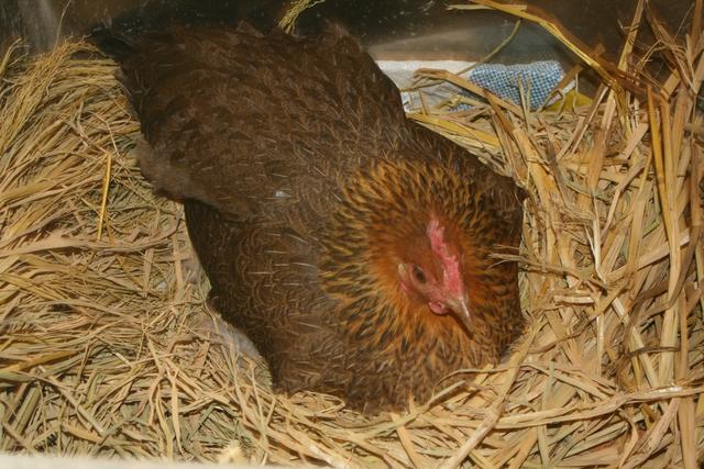 母乳喂养的妈妈，牢记几个饮食原则，乳汁营养还能让妈妈减肥瘦身