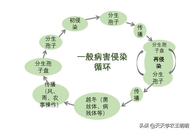 炭疽病是什么引起的？如何防治？搞清楚这些再动手！别花冤枉钱！13