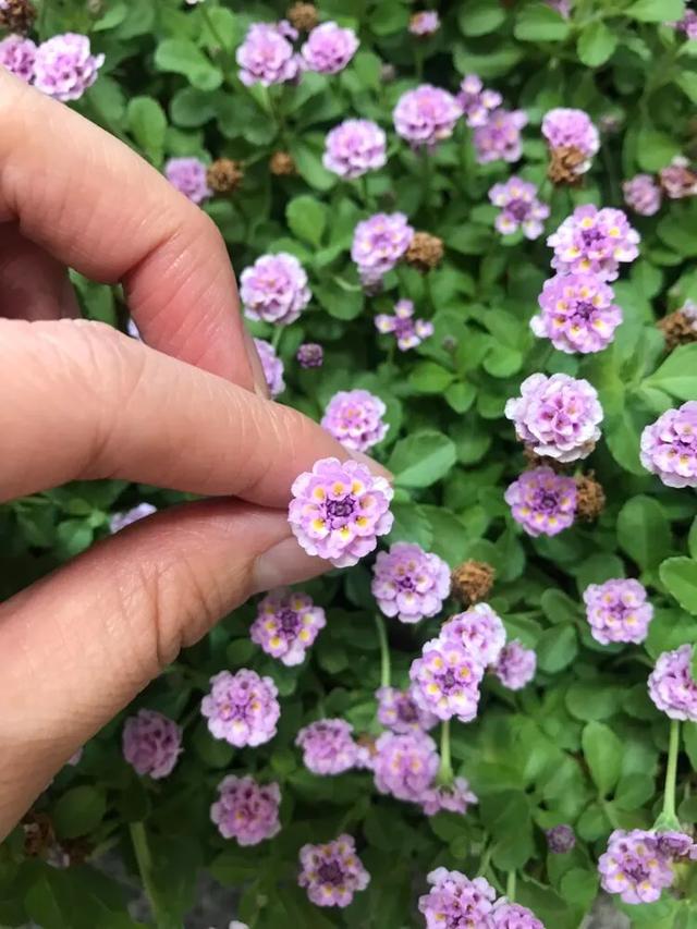 地被植物