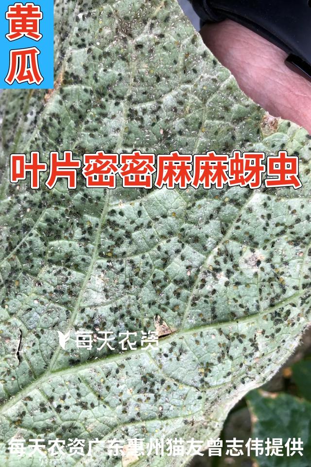 注意！近期蚜虫发生增多！手把手教你防治蚜虫——9