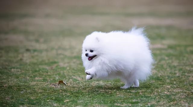 哈多利系博美 哈多利系博美（哈多利系博美犬） 动物