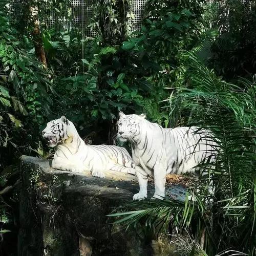 新加坡的另一面，帶你看看真實的新加坡，看完別吃驚