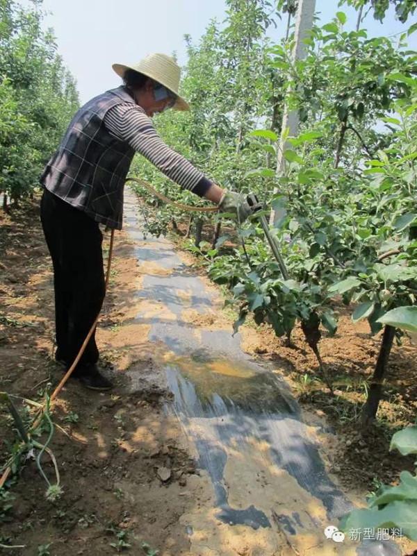 果树生理性障碍黄叶危害大，找准原因巧防治，老农一语道破3