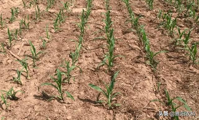 又一新型玉米田除草剂上市，苗期苗后通用、快速除草，三重除草2