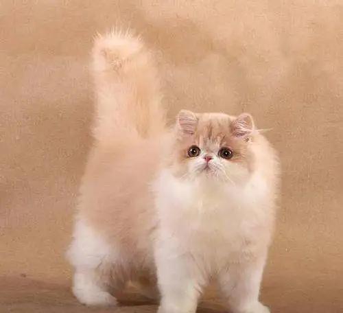 波斯猫的图片