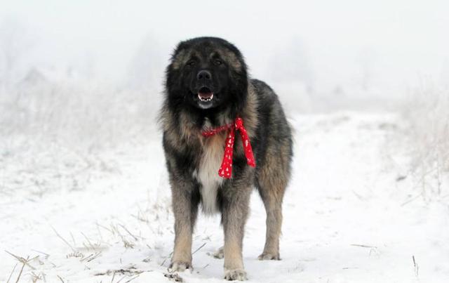 大型犬类