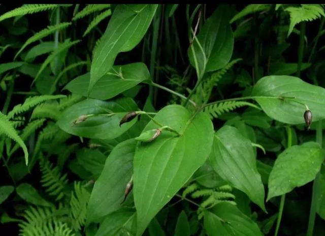 中药古今研究：百部