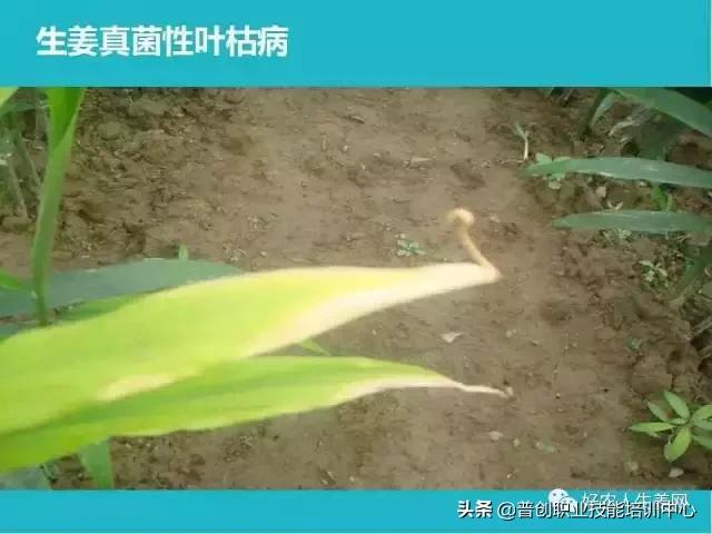 「生姜植保」生姜病虫害图谱以及防止办法（姜农必看！）19