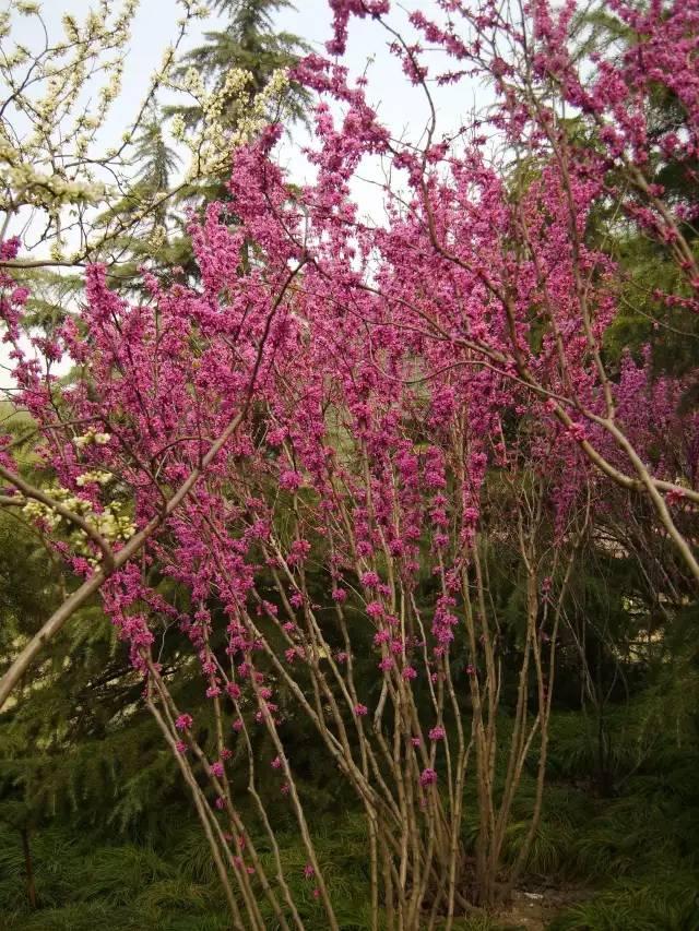 爬山虎有没有毒