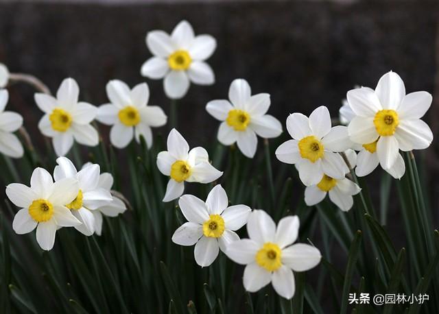 水仙花有毒吗 水仙花有毒吗（水仙花有毒吗可以在室内养吗） 生活