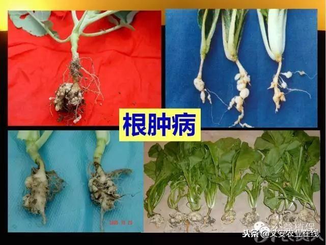 史上最全蔬菜病虫害图谱大全！再也不用请教专家了！24