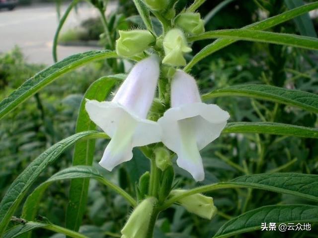 芝麻怕涝，多雨季节需做好预防措施，掌握涝害的补救措施4