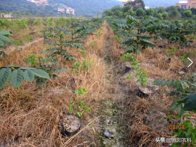 除草剂草甘膦这么多类型，到底哪个效果最好，一篇文章讲清楚2